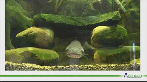 鲶鱼养殖基本知识