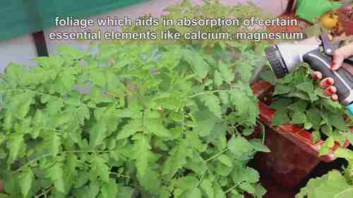 神秘的液体肥料