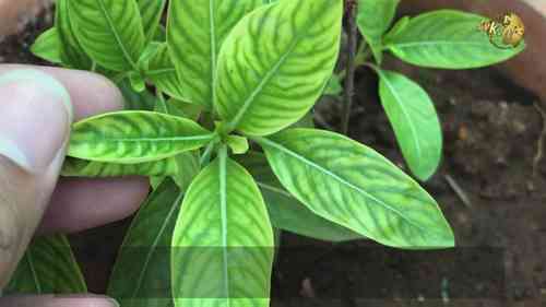 用肥料解决营养缺乏问题