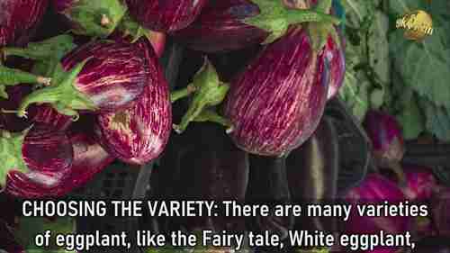 在花盆里种茄子的窍门