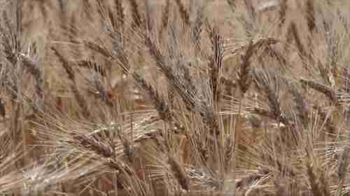 人类的尿液可以用作肥料吗