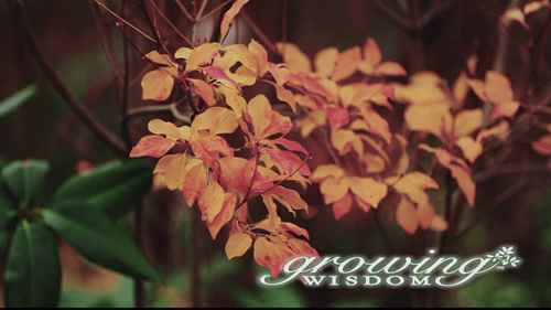 如何用堆肥、泥炭和肥料改良土壤