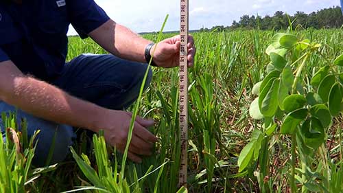 夏季牧草的种植和管理
