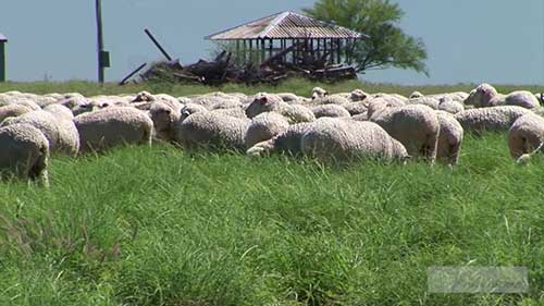 如何制定饲料的预算