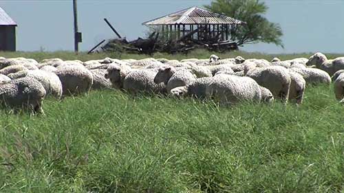 饲料预算中饲料供应的问题
