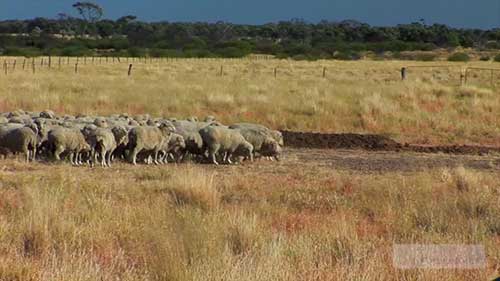 饲料预算中的其它影响因素