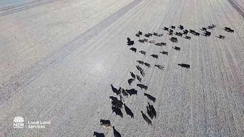 干旱夏季牛群牧草的选择