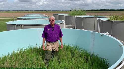 小龙虾饲料的种植