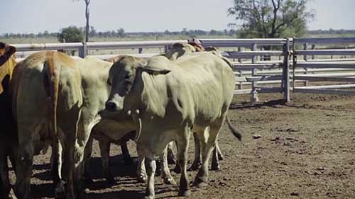 饲料对牛群健康的重要性