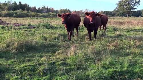 牧草种植和牧场的可持续发展