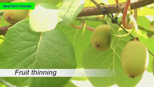 新西兰奇异果的采摘和加工