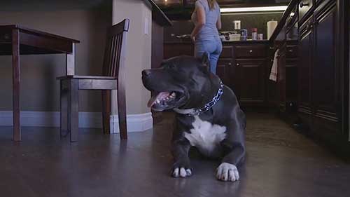 家庭保护的最佳犬种