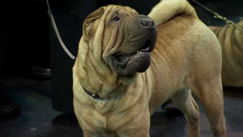 沙皮狗饲养的建议