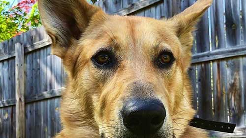 奇努克犬的有趣知识