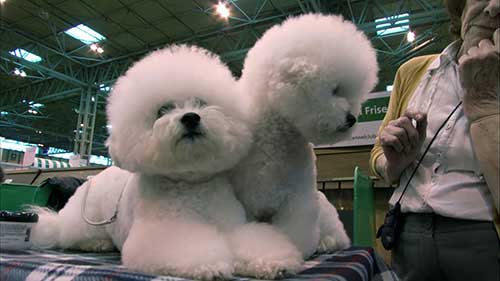 比熊犬饲养指南