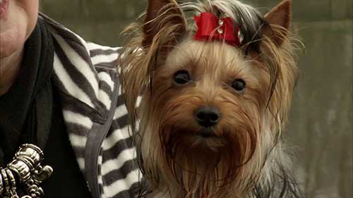 约克郡犬饲养指南