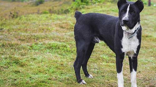 豪发犬的相关知识