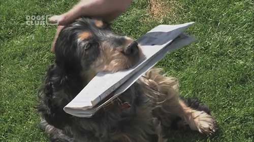 可卡犬饲养指南