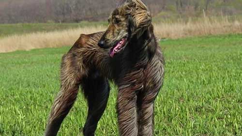 提洛尔猎犬相关知识