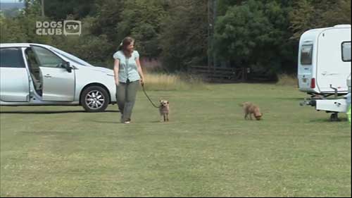 博德猎狐犬介绍