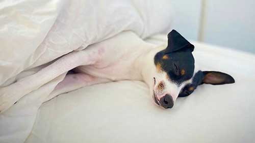 智利梗犬的相关知识