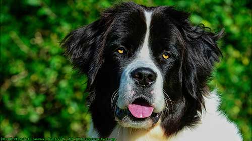 兰塞尔犬的有趣知识