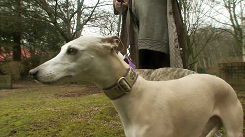 惠比特犬的饲养指南