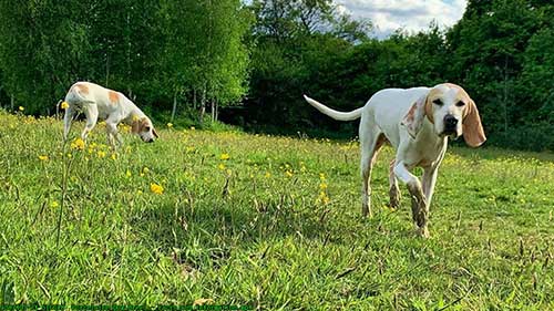 瓷器犬饲养方法