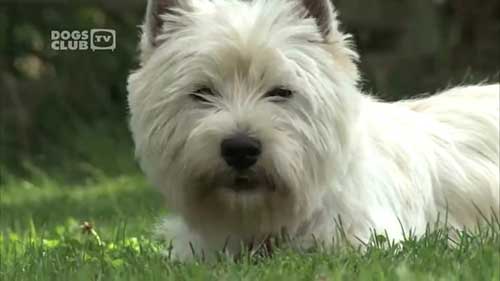 如何选择适合自己饲养的犬种