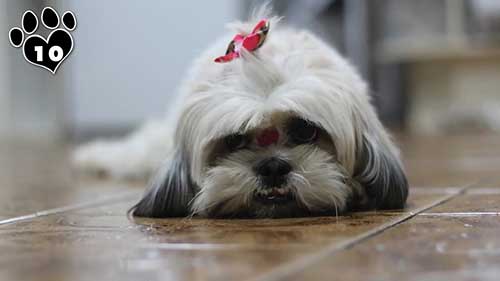 世界上最漂亮的十大犬种