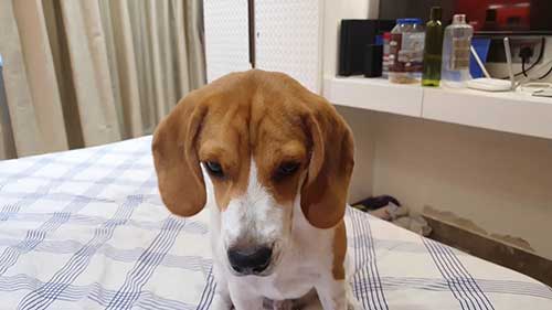 如何给小猎犬修剪指甲