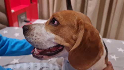 如何给小猎犬梳理皮毛