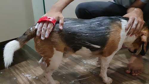 如何给小猎犬洗澡