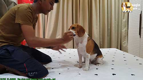 小猎犬身上为什么有难闻的味道