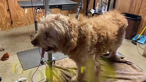 给一只很脏的贵宾犬清洗和梳理