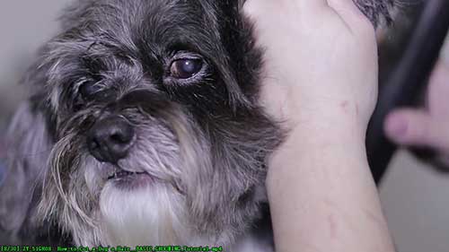 如何给宠物狗剪毛