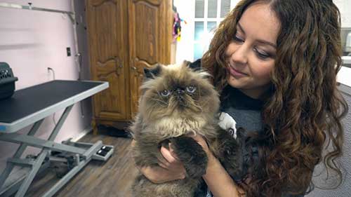 给宠物猫进行清洗和护理