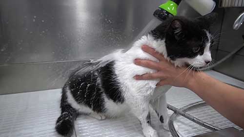 如何清洗和护理宠物猫