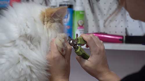 给长毛波斯猫剔除猫毛