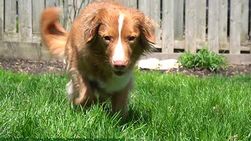 给猎鸭犬清洗和梳毛