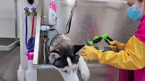 如何清洗一只哈士奇