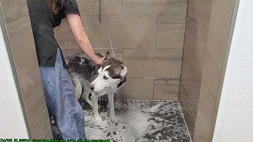 给哈士奇洗澡和清洁