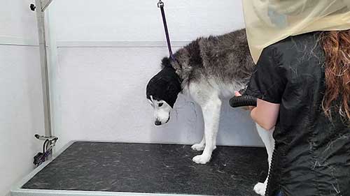 凯恩梗的日常清洗和护理