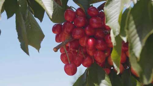 在果园中安全使用梯子