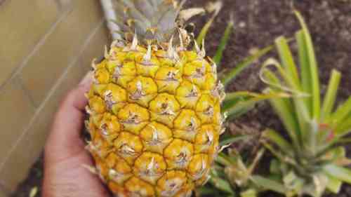 我们的果园之旅