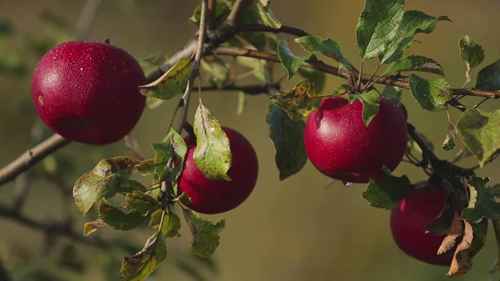 持久型果树栽培