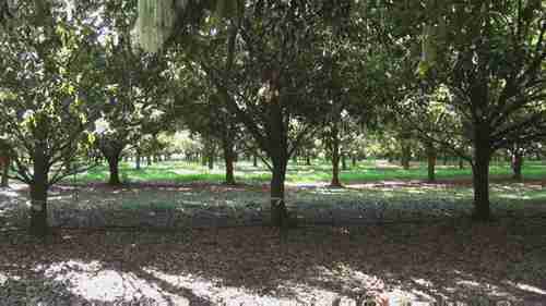 投资提高果园的生产率