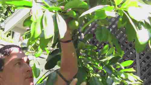 一座家庭热带果树园