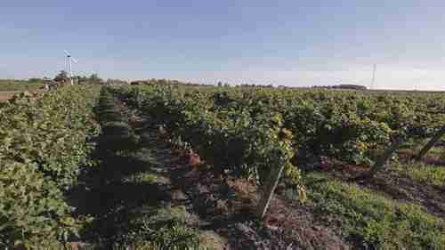 葡萄园的风力机