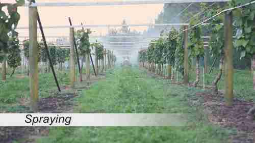 新西兰的猕猴桃产业